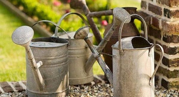 Jak často a správně zalévat řepu venku?